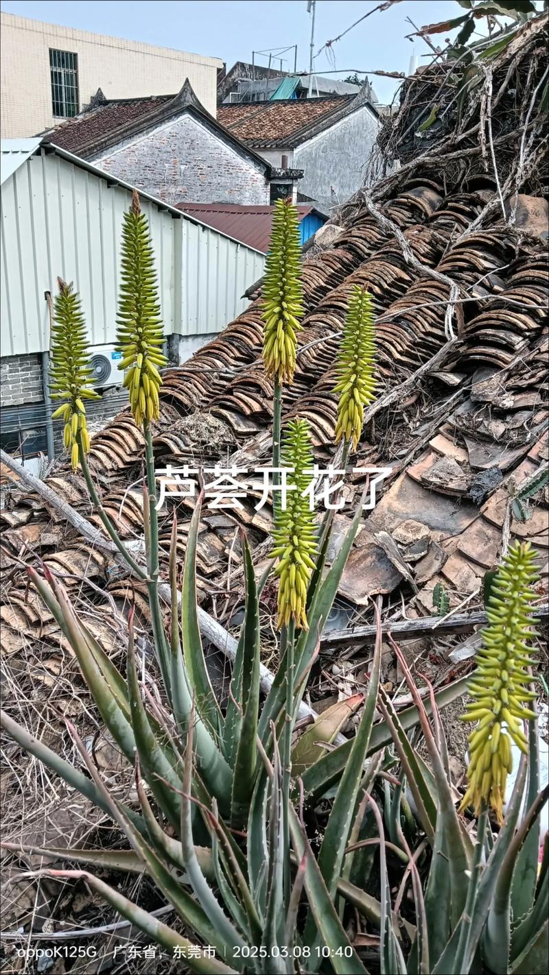 芦荟开花预示着什么是吉祥的征兆还是不祥的凶兆呢？