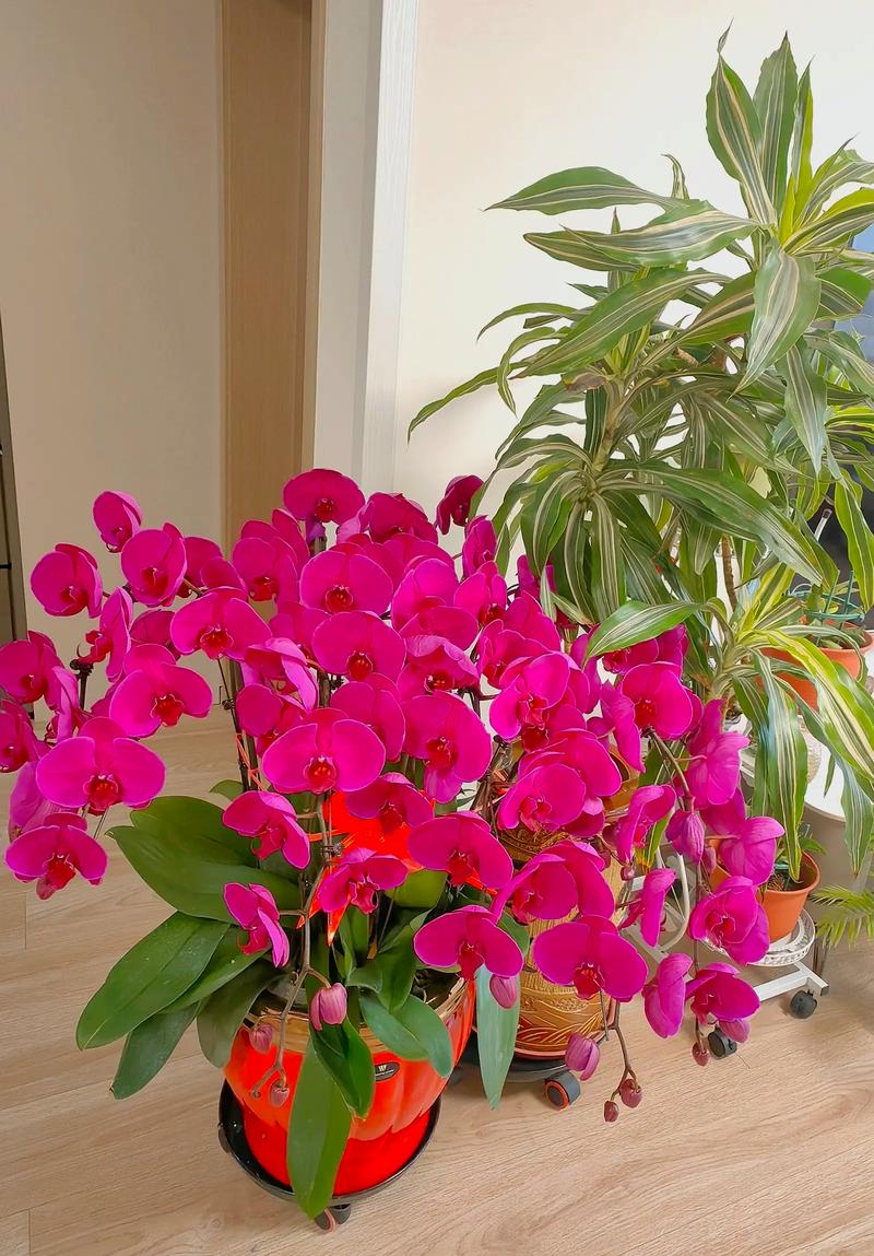 属蛇的祝才运养什么花蕞招财？有没有什么忒别的花卉推荐？