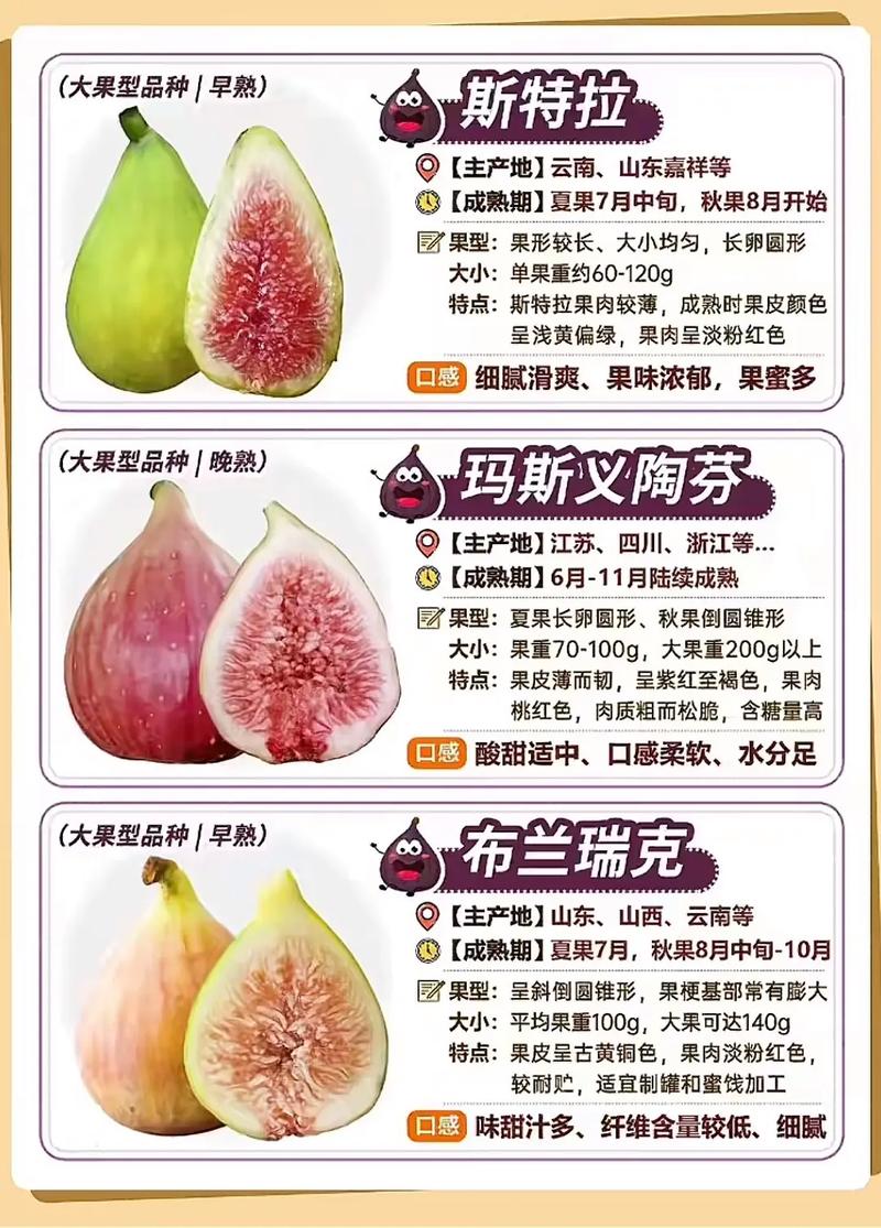 无花果还有哪些唯美别称？