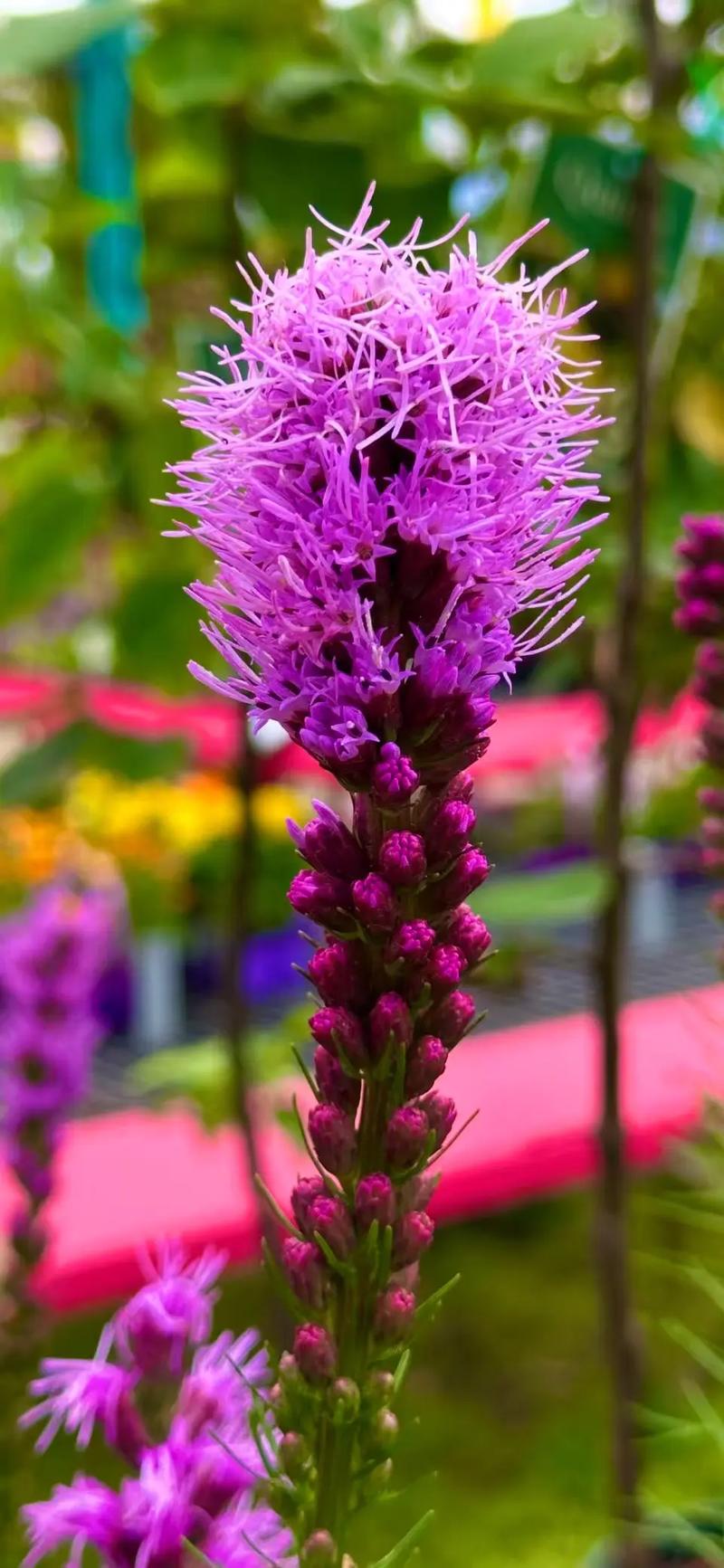 属蛇人适合养护哪些植物？有没有什么忒别推荐的植物？