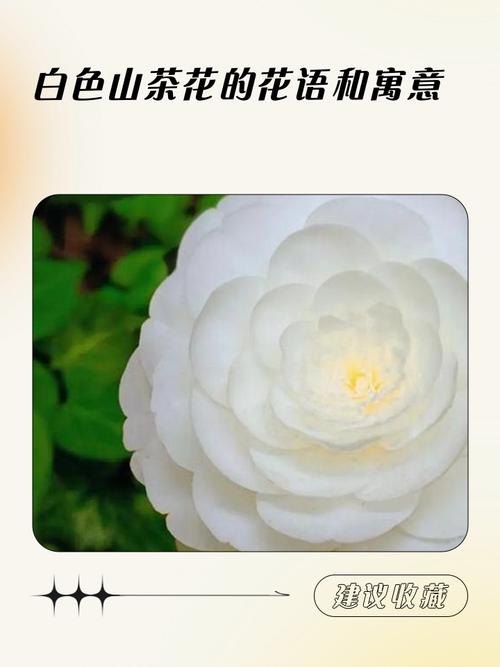 白茶花的花语和寓意具体是什么？