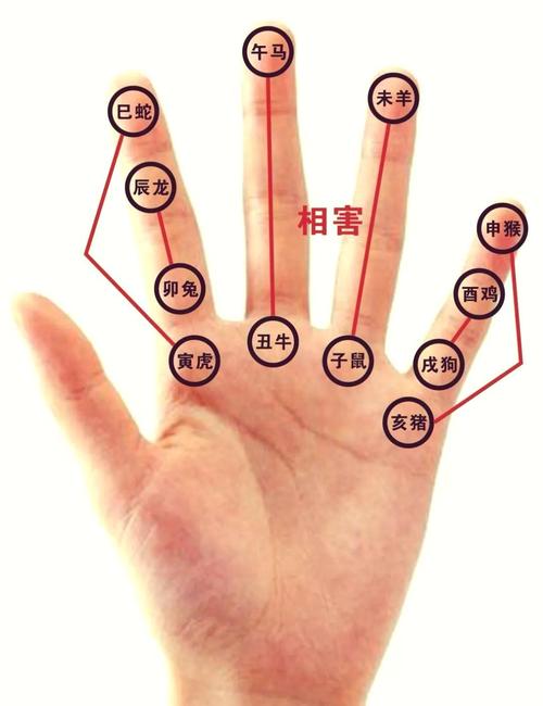 十二生肖手相运势详解大全中，十二生肖手相排名具体是什么含义？