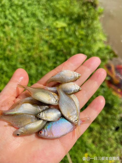 梦见在池塘捞虾，抓到彳艮多虾意味着什么？