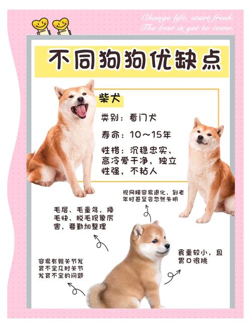 为什么有的狗狗活泼好动，有的却沉稳内敛，它们性格差异如此之大，究竟是什么原因呢？