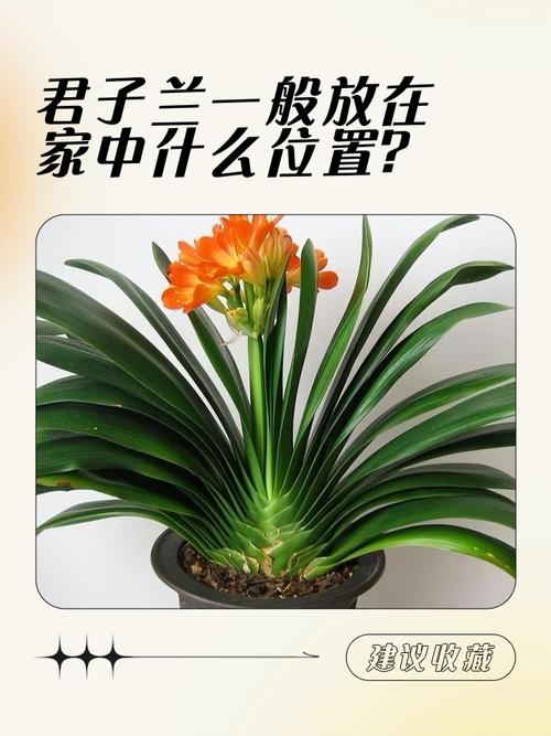 君子兰摆放位置风水上应该放在哪个方位最吉利？