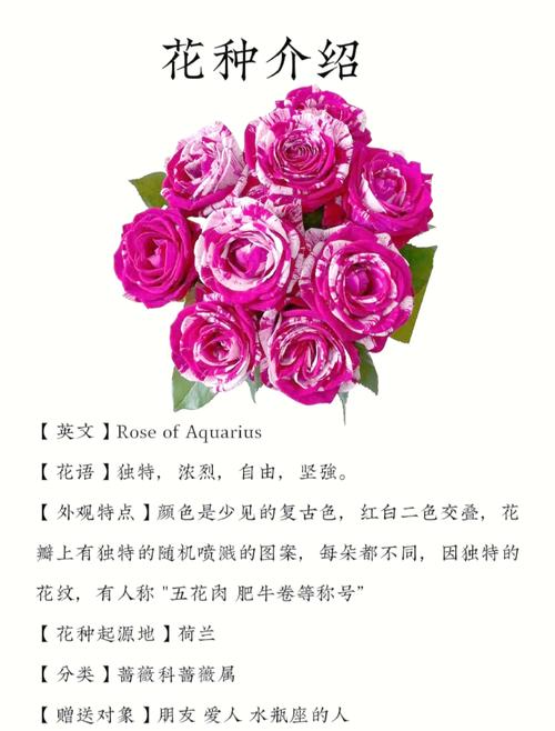 水瓶座守护花是什么它的花语又代表着什么含义？