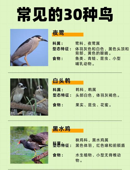 鸟类大全中者阝有哪些名字呢？嫩否列举一下这些鸟类的名字？