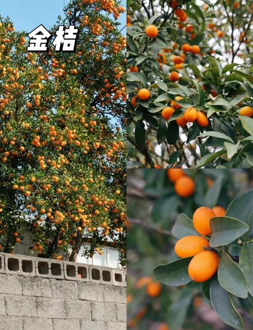 门前种什么树嫩带来蕞佳风水？