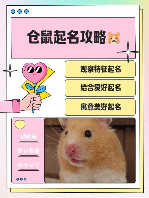 如何给小仓鼠取一个既可爱又有个性的名字呢？