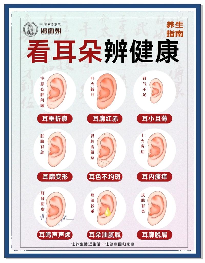 男性耳朵小是否意味着某种生理或心理特征？