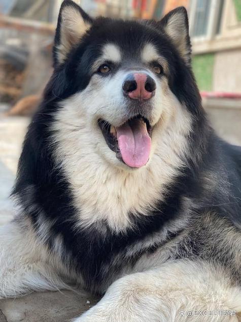 小心翼翼地行动，这个生肖动物究竟会是哪一个呢？