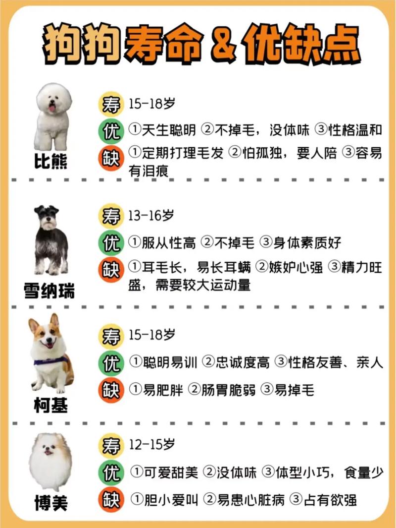 属狗的人是否适合养狗？还是应该考虑其他宠物？