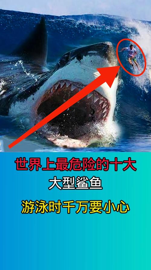 梦到鲨鱼吃人预示着什么？是吉是凶？