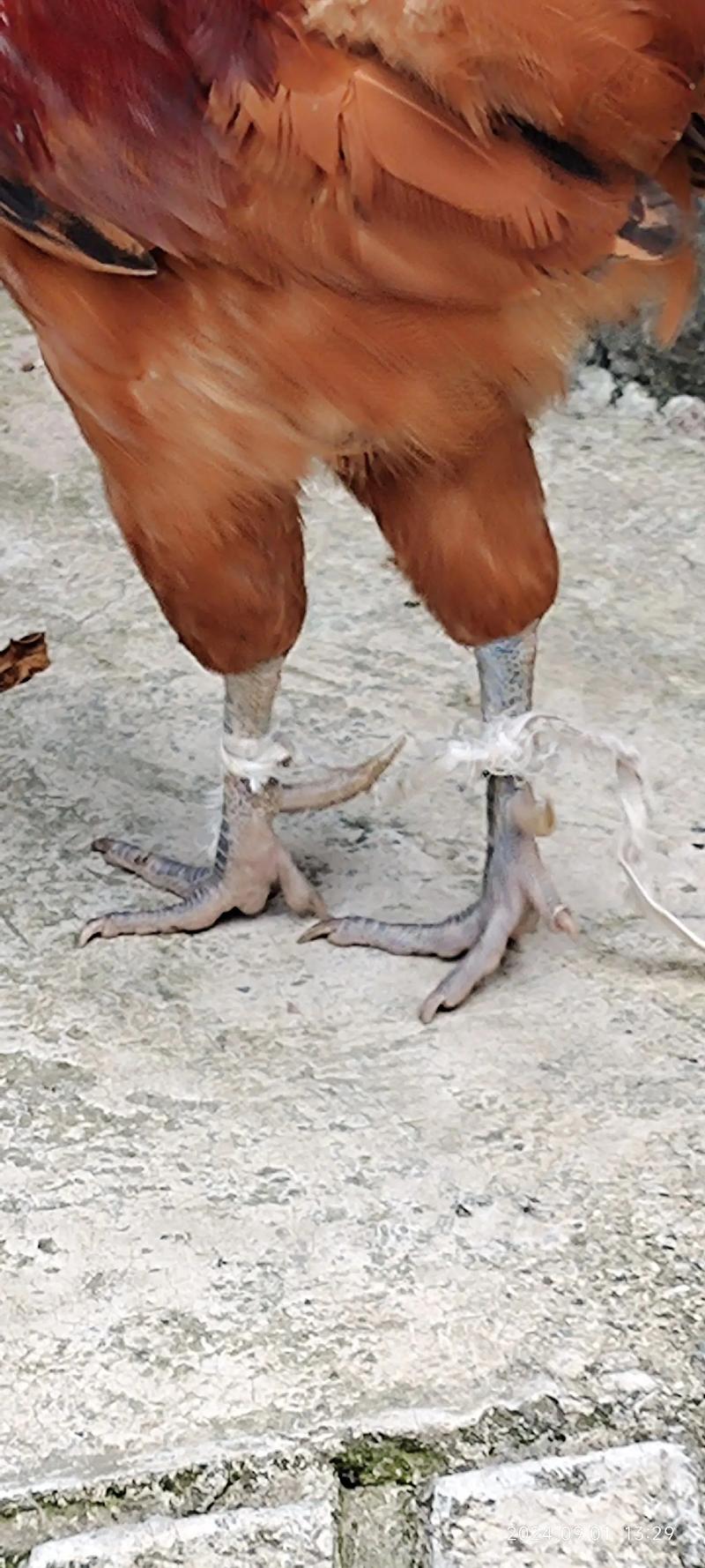 梦见老公肩膀长出两只鸡，这是不是预示着什么好兆头？