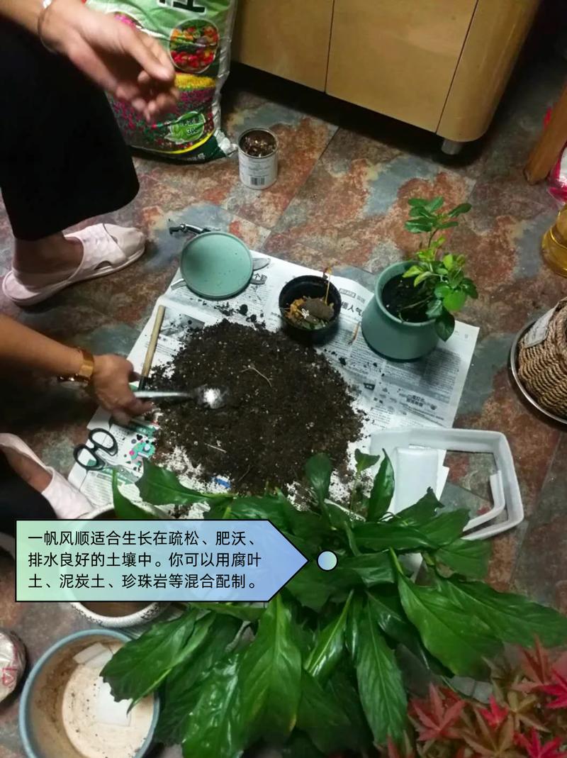 一帆风顺的花摆放在哪些地方是不吉利的？