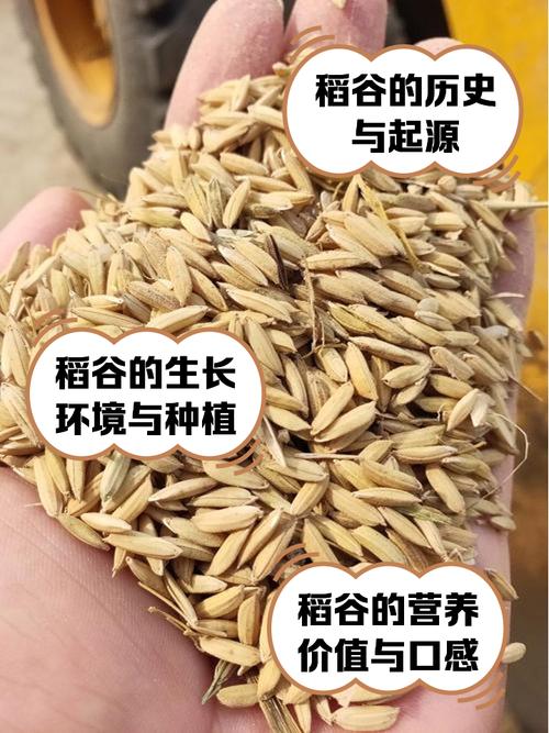 梦见稻谷是什么预兆？周公解梦如何解释？