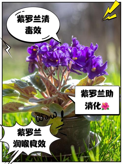 这味名为‘紫罗兰草’的中药，究竟有何神奇功效？