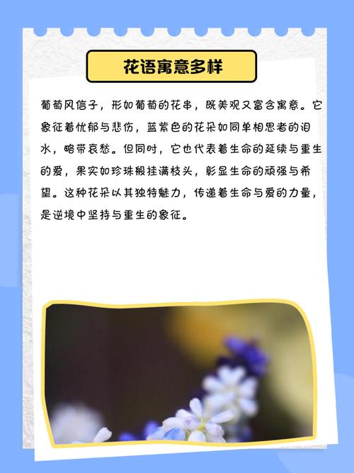 葡萄风信子的花语和寓意分别是什么？