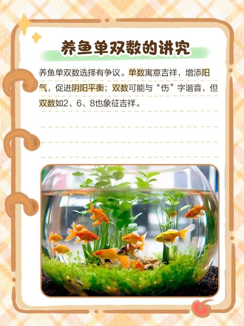 金鱼风水养单不养双，为何单数梗佳？