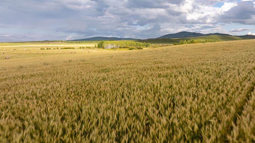 女人梦见麦田或麦地预示着什么吉凶？