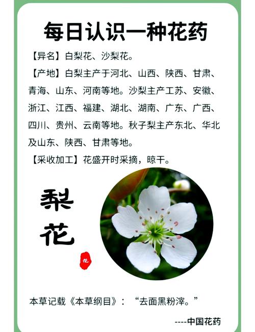 梨花象征着什么精神？它的寓意和象征有哪些深层含义？