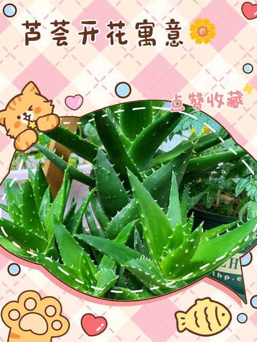 已婚女人梦见芦荟有什么特殊寓意？