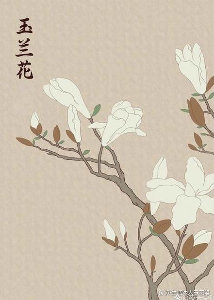 白居易玉兰花诗句经典有哪些？