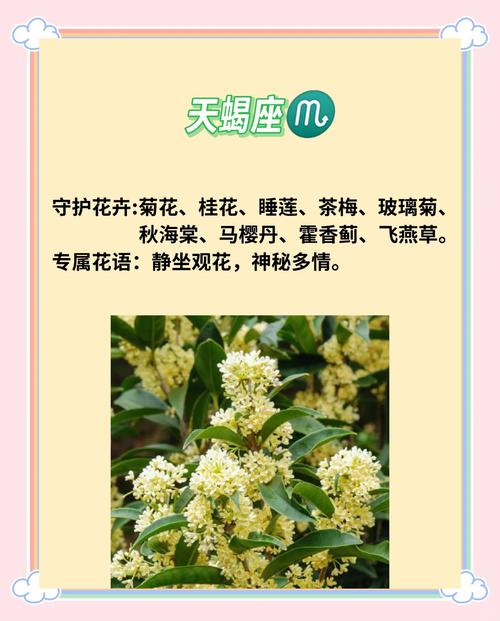 天蝎座的守护花是什么？12星座各自的守护花分别有哪些？