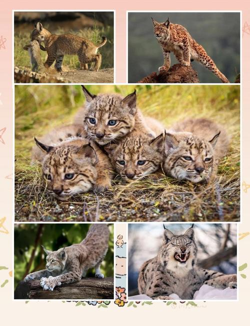 梦见白猫遭受猞猁攻击，这预示着什么？是凶是吉，还是另有深意？