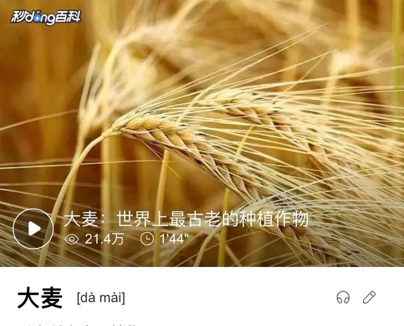 感情麦有哪些名字，比如爱情麦叫什么？