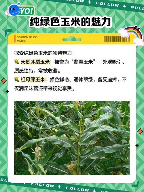 女人梦见带绿皮的嫩玉米棒子是什么预兆？