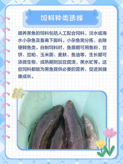 家里养什么动物风水好，家里养黑鱼风水如何？