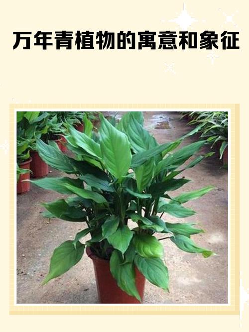 万年青风水寓意是什么？放在哪里最旺财有讲究吗？