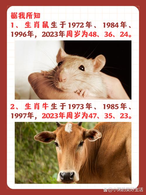 请问鼠年和羊年分别是哪一年，鼠年具体是哪一年呢？