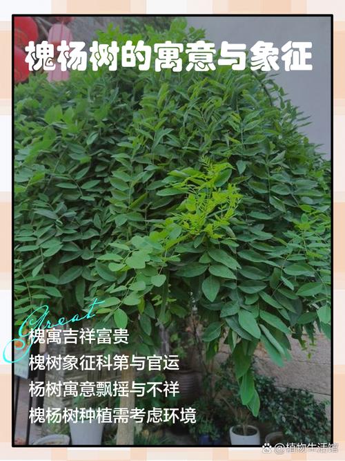 梦见槐树枝繁叶茂是什么征兆或含义？