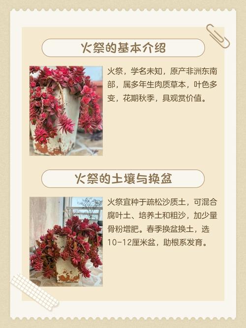 五行属火的人适合养什么植物或动物？五行命理推荐？