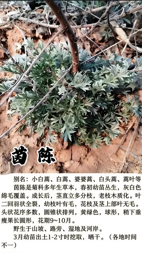 茵这种植物在五行中究竟归属于哪一行？