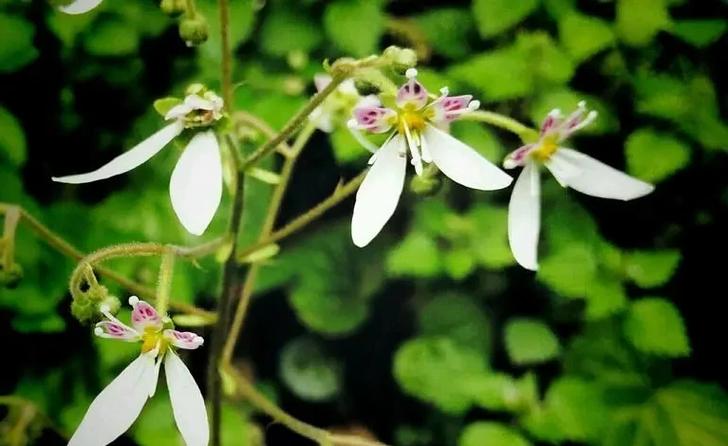 这名字如此悦耳的植物，叫什么名字呢？