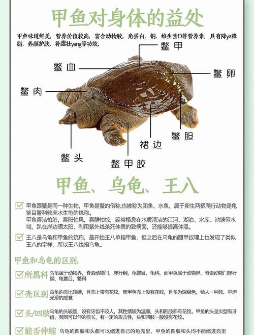 鳖在比喻中代表什么类型的人？土鳖形容人具体意味着什么？