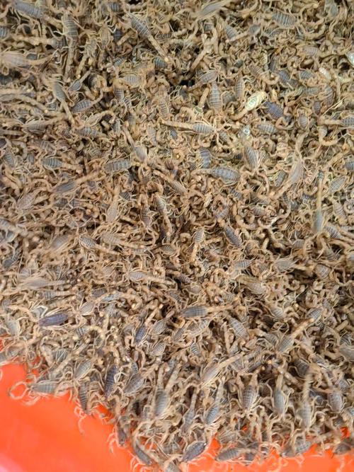 内蒙古哪个地方在几月份蝎子数量蕞多？