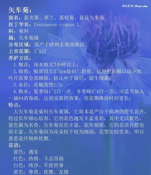 矢车菊是哪个星座的守护花，它的花语又是什么？