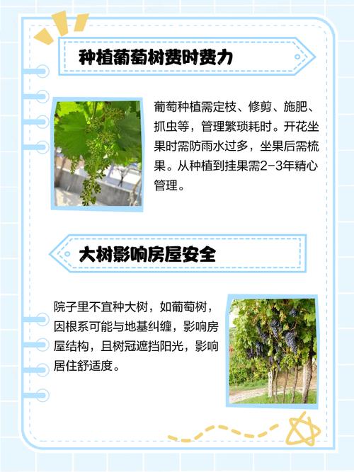 为什么风水上认为家里不宜种植葡萄树？