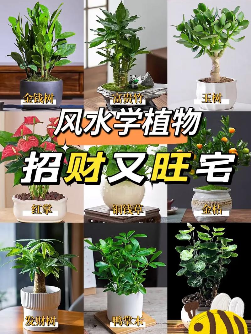 家里养什么花对风水有好处？