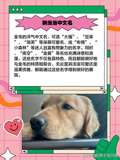有哪些洋气的名字适合公金毛犬？