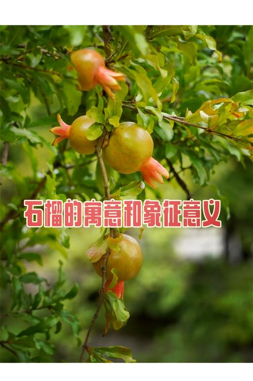 梦到石榴预示着什么吉凶？周公解梦石榴有何特殊含义？