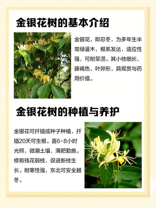 金银花树为何被认为不宜在家种植，是凶树还是吉树？