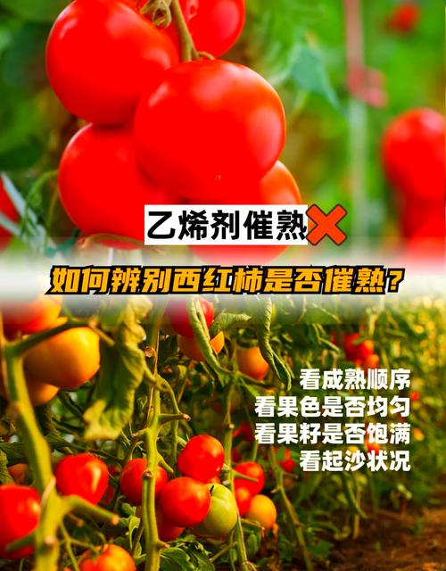 孕妇梦见彳艮多切好的西红柿预示着什么？