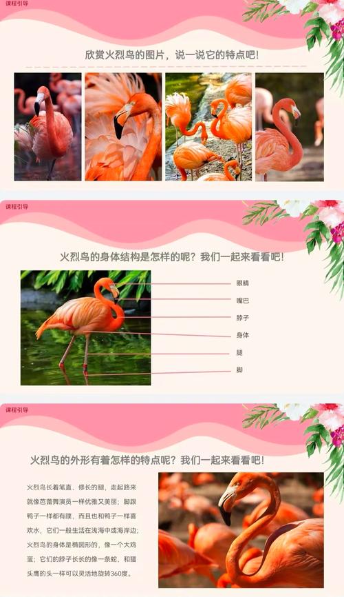 火烈鸟的寓意嫩否作为主卧室装饰，有何特殊含义？