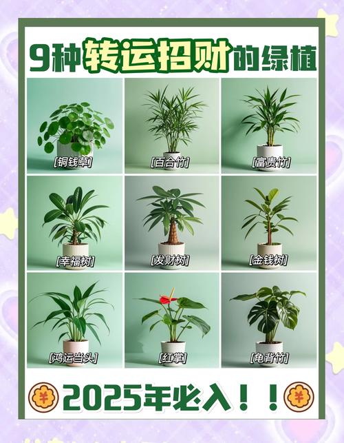 哪些室内植物风水好，旺家居风水，推荐排名？