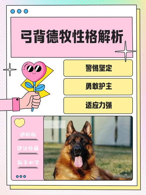 德牧为什么会表现出弓背的这种独特性格特点呢？